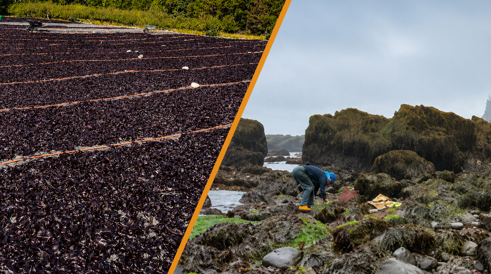 Wild-Harvested vs Farmed Seaweed