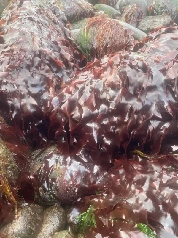 Palmaria palmata (Dulse) is a good source of prebiotic dietary fiber and protein