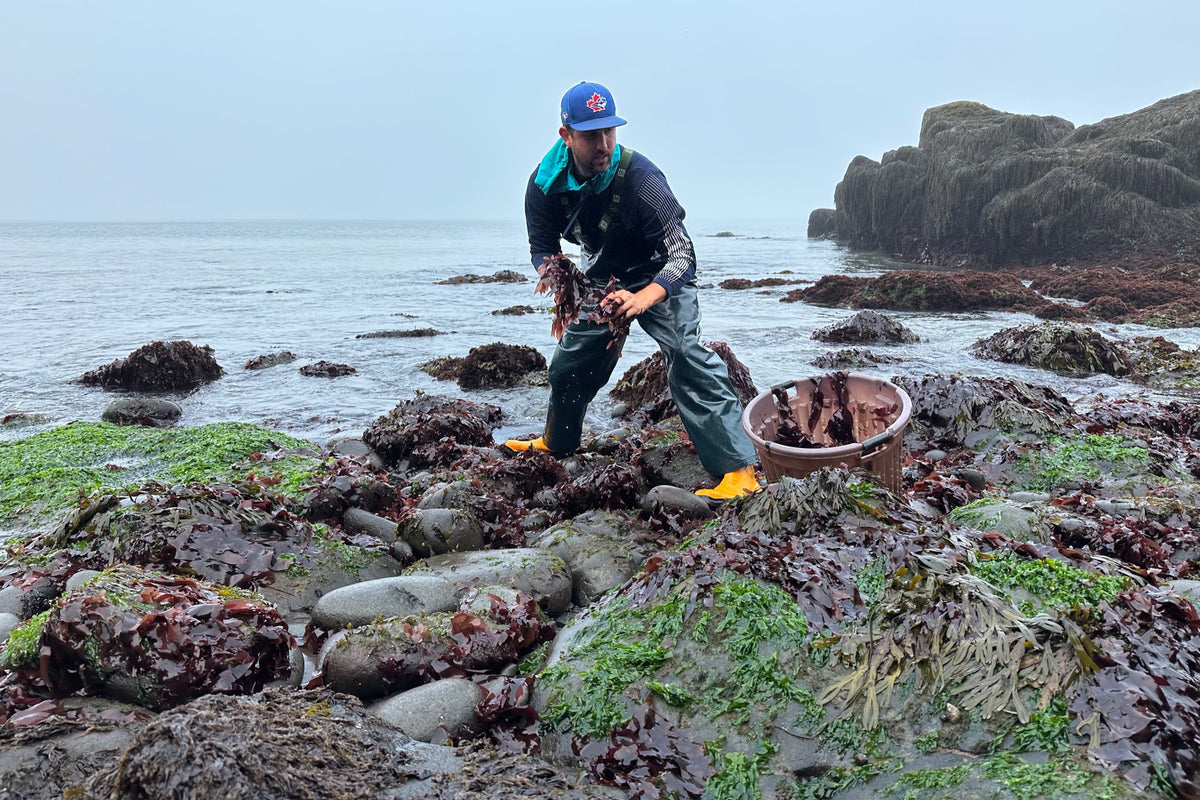 Gallery page image 1 showing the Dark Harbour team hand-harvesting wild Atlantic dulse
