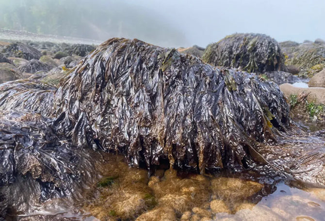Gallery page image 2 featuring wild Atlantic dulse growing naturally on coastal rocks