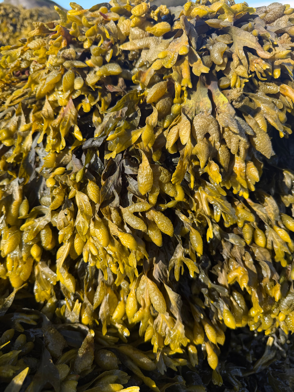 Whole Leaf Bladderwrack (1lb)
