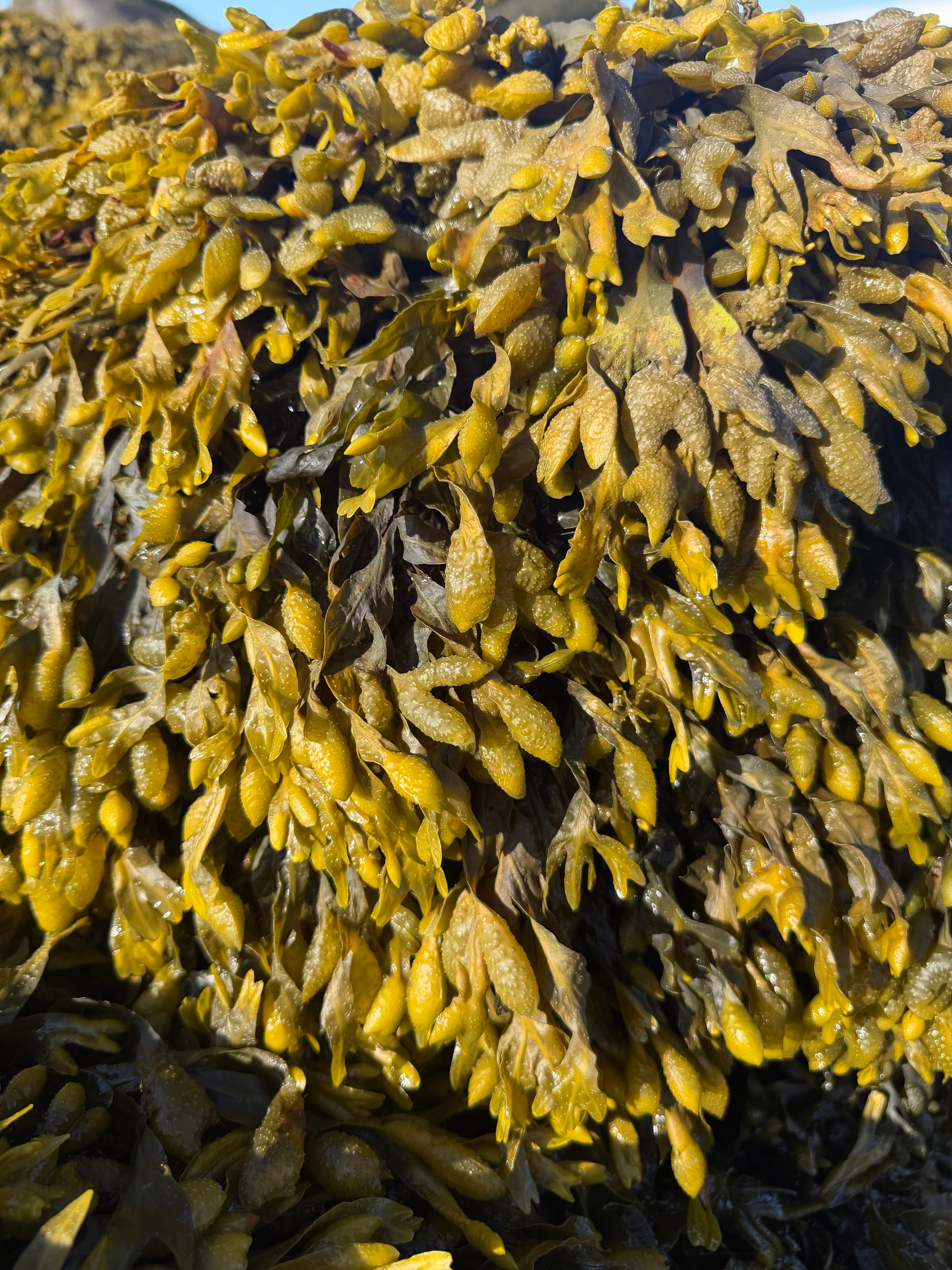 Organic Whole Leaf Bladderwrack (1lb)