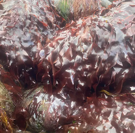 Organic Whole Leaf Dulse (at sea shore)
