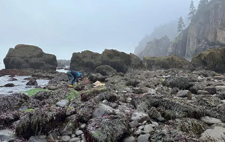 Gallery page image 7 showing the Dark Harbour team harvesting wild Atlantic dulse near the shoreline