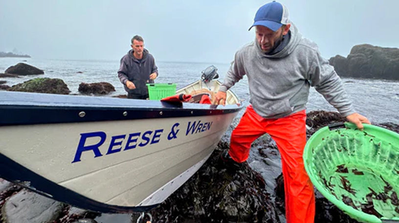Gallery page image 8 featuring freshly harvested Atlantic dulse being unloaded from the harvest boat
