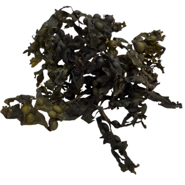 Organic Whole Leaf Bladderwrack 