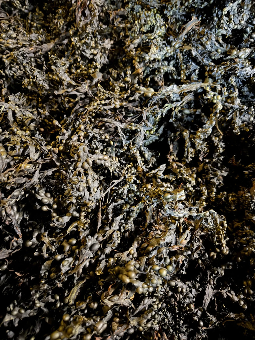 Organic Whole Leaf Bladderwrack (bulk)
