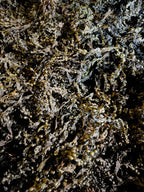 Organic Whole Leaf Bladderwrack (bulk)