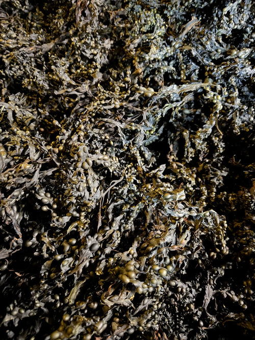 Organic Whole Leaf Bladderwrack (bulk)
