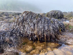 Organic Nori Flakes (at sea shore)
