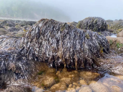 Organic Nori Flakes (at sea shore)