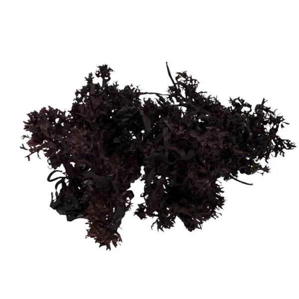 Organic Whole Leaf Irish Moss