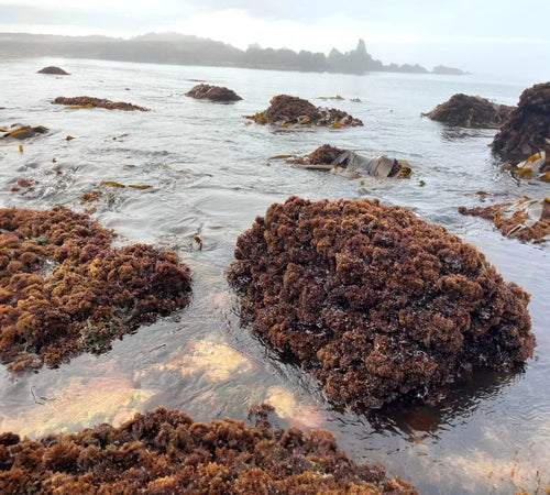 Organic Whole Leaf Irish Moss (at sea shore)