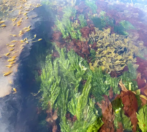 Organic Whole Leaf Sea Lettuce (at sea shore)
