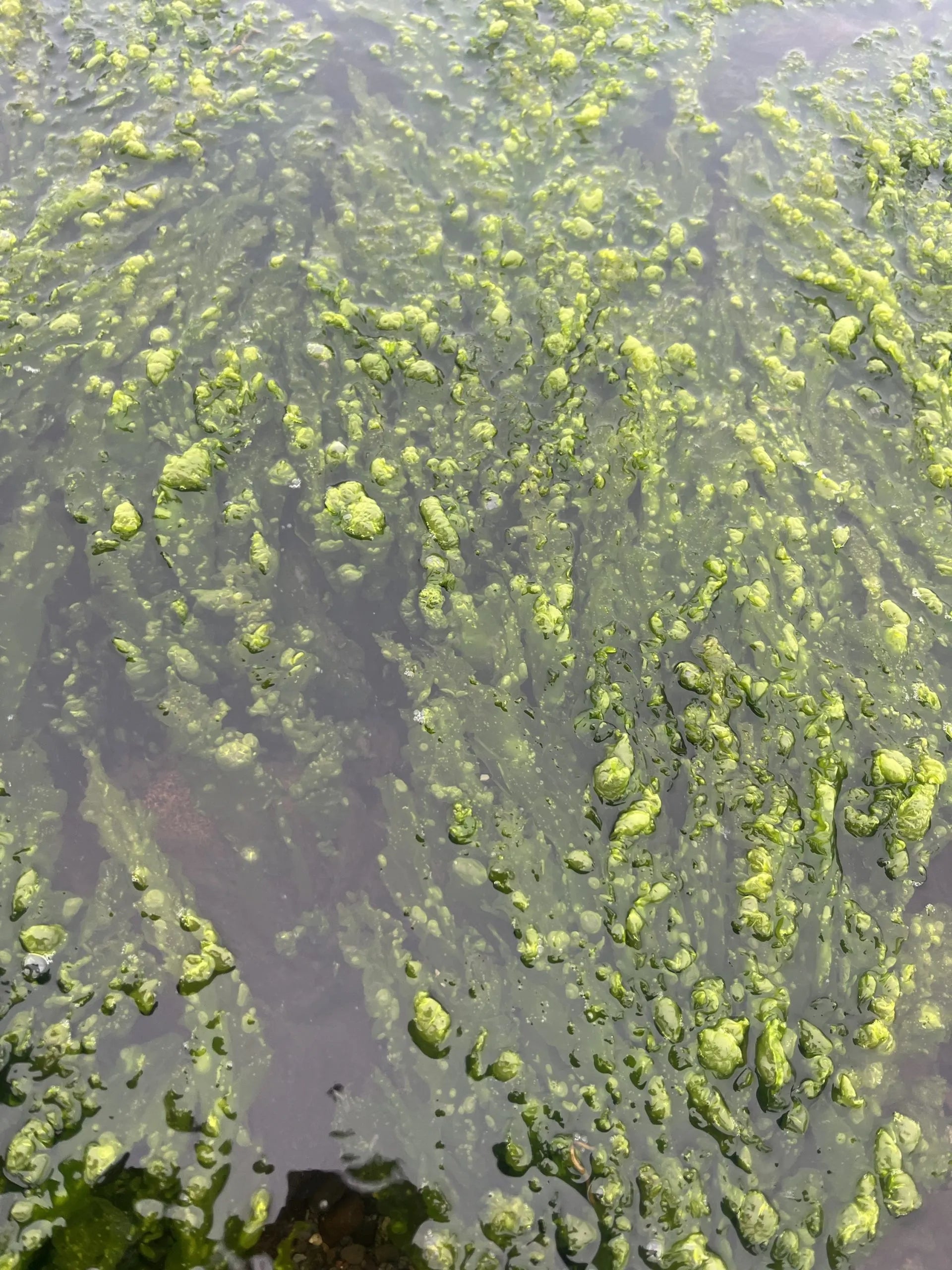 Whole Leaf Spirulina (at sea shore)