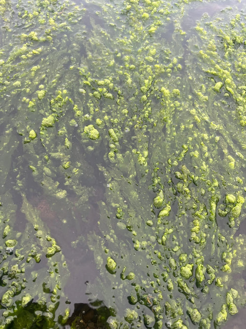 Whole Leaf Spirulina (at sea shore)