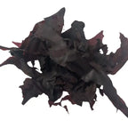 Whole_Leaf_dulse