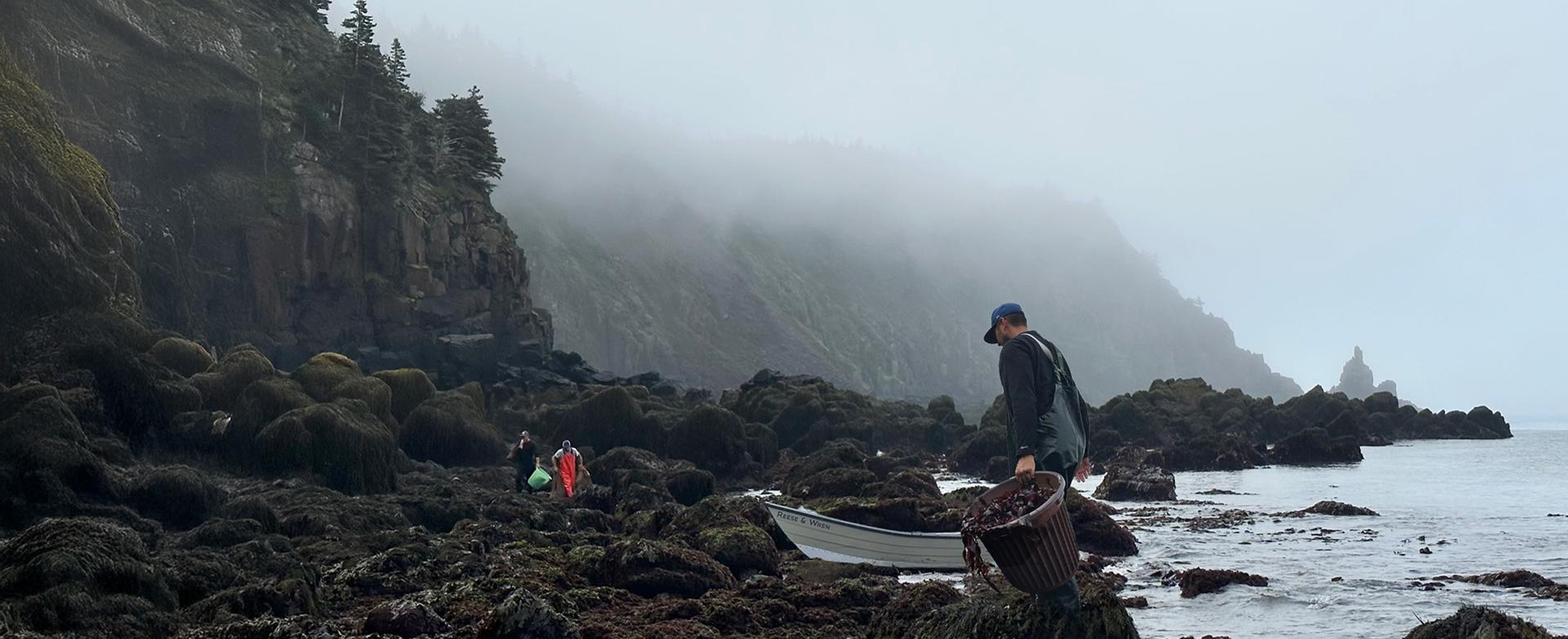 Homepage Top Hero Banner featuring the Dark Harbour team harvesting wild Atlantic dulse on the Bay of Fundy coastline