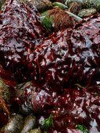 Homepage Hero image featuring wild Atlantic dulse seaweed