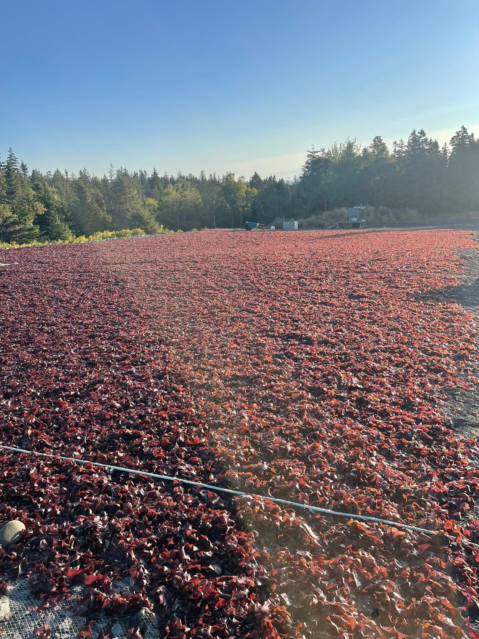 About Us layered slideshow image of Atlantic dulse drying naturally at the Dark Harbour facility