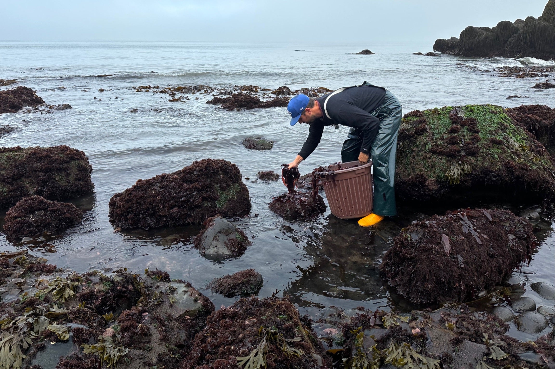 About Us slideshow image for Our Mission featuring the Dark Harbour team hand-harvesting wild Atlantic dulse